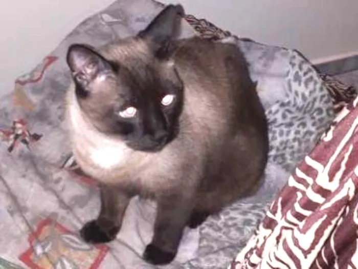 Gato ra a Sem raça  idade 5 anos nome San