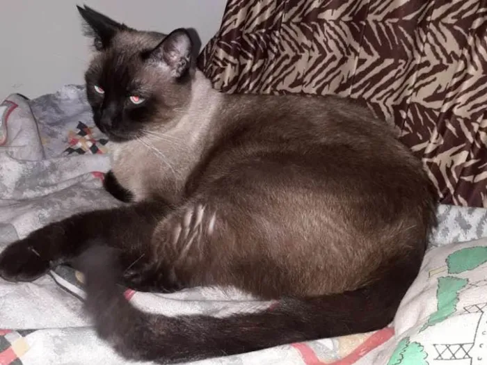 Gato ra a Sem raça  idade 5 anos nome San