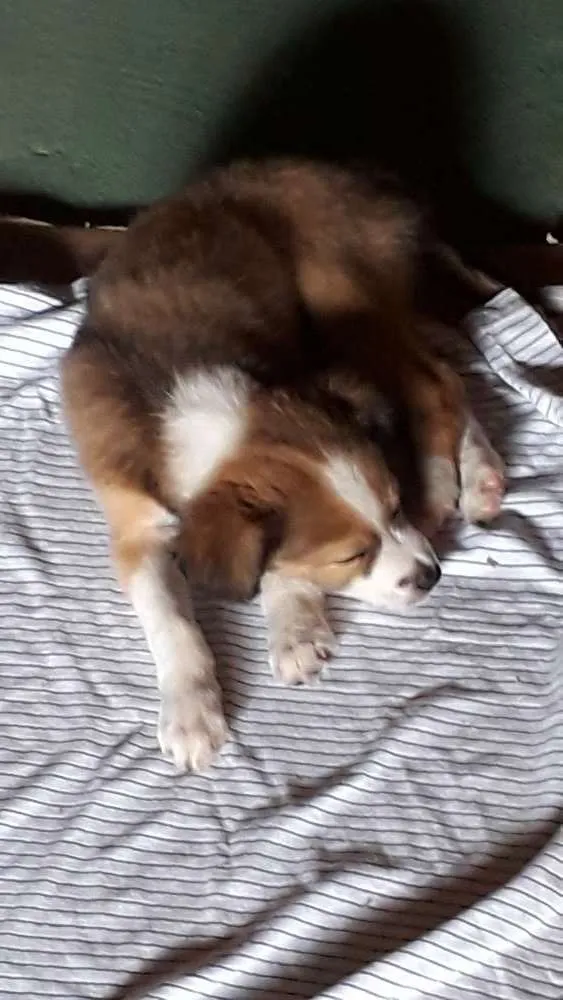 Cachorro raça Srd idade Abaixo de 2 meses nome Sophia