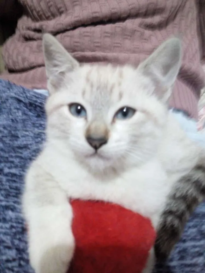 Gato ra a  idade Abaixo de 2 meses nome Sem nome
