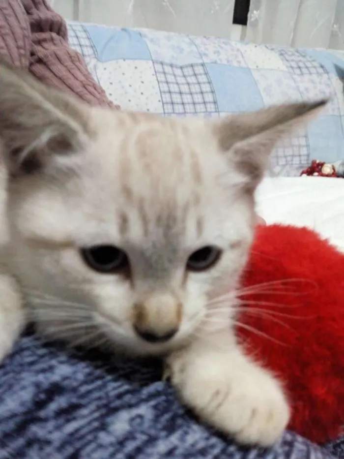 Gato ra a  idade Abaixo de 2 meses nome Sem nome