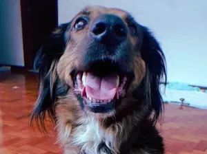 Cachorro raça SRD idade 6 ou mais anos nome Madison