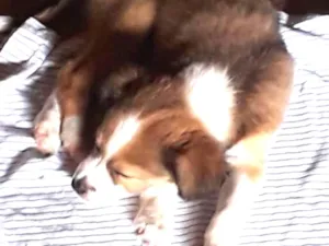 Cachorro raça Srd idade Abaixo de 2 meses nome Sophia