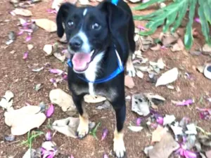 Cachorro raça Canina idade 1 ano nome Nino
