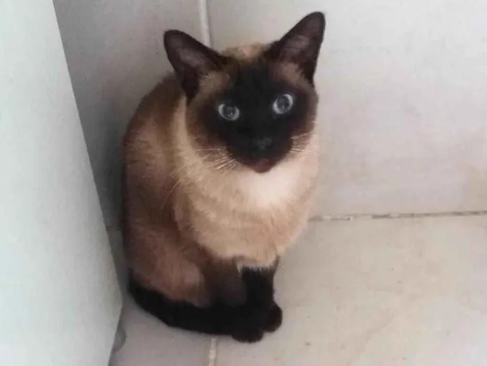 Gato ra a Siamesa  idade 3 anos nome Denise 