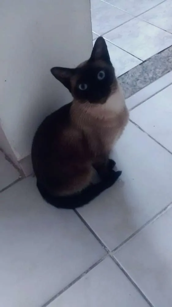 Gato ra a Siamesa  idade 3 anos nome Denise 