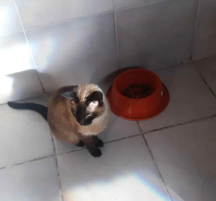 Gato ra a Siamesa  idade 3 anos nome Denise 