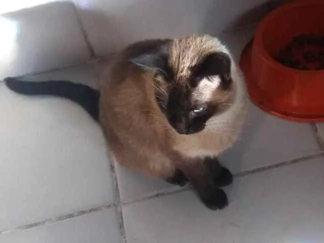 Gato ra a Siamesa  idade 3 anos nome Denise 