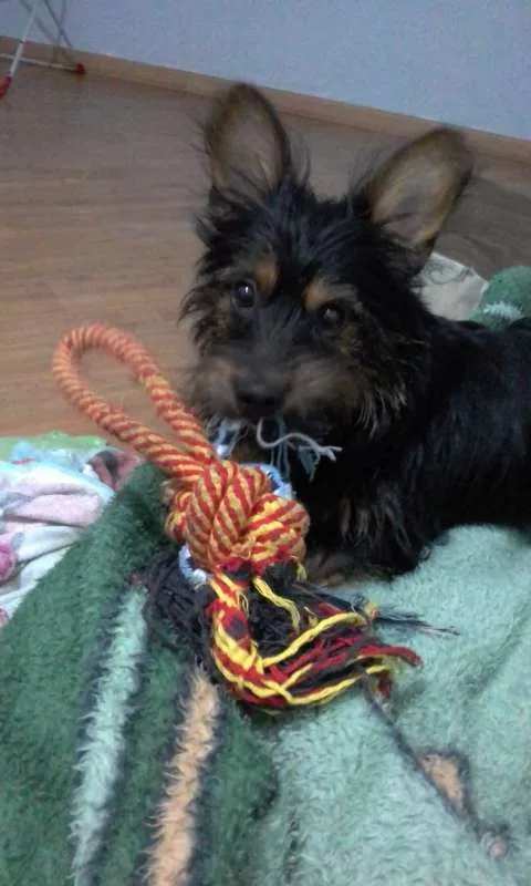 Cachorro ra a srd idade  nome Minduim