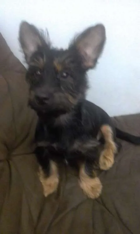 Cachorro ra a srd idade  nome Minduim