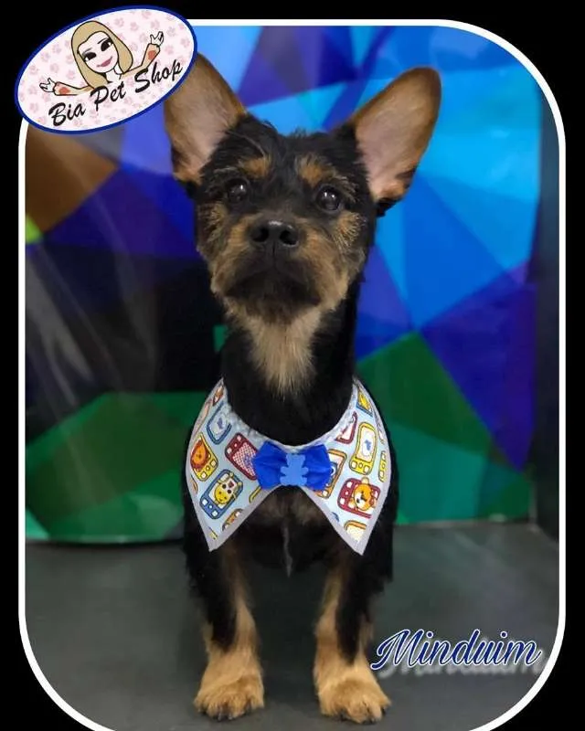 Cachorro ra a srd idade  nome Minduim