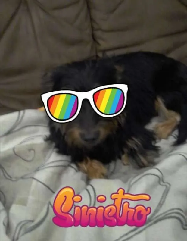Cachorro ra a srd idade  nome Minduim