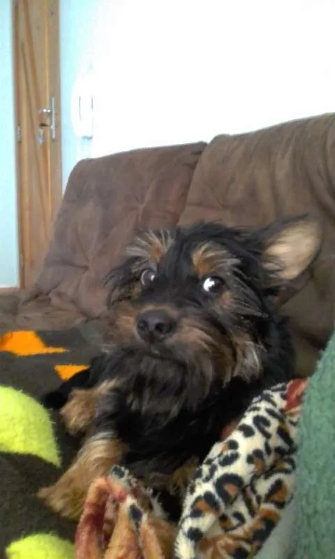 Cachorro ra a srd idade  nome Minduim