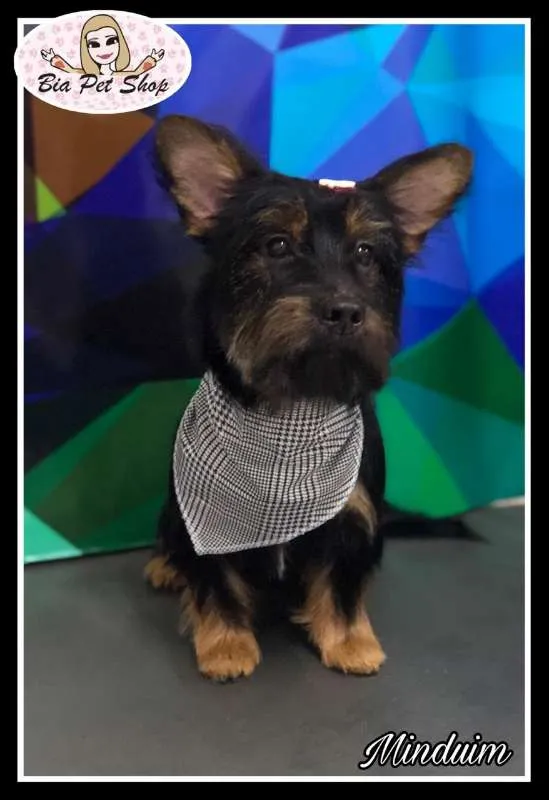 Cachorro ra a srd idade  nome Minduim