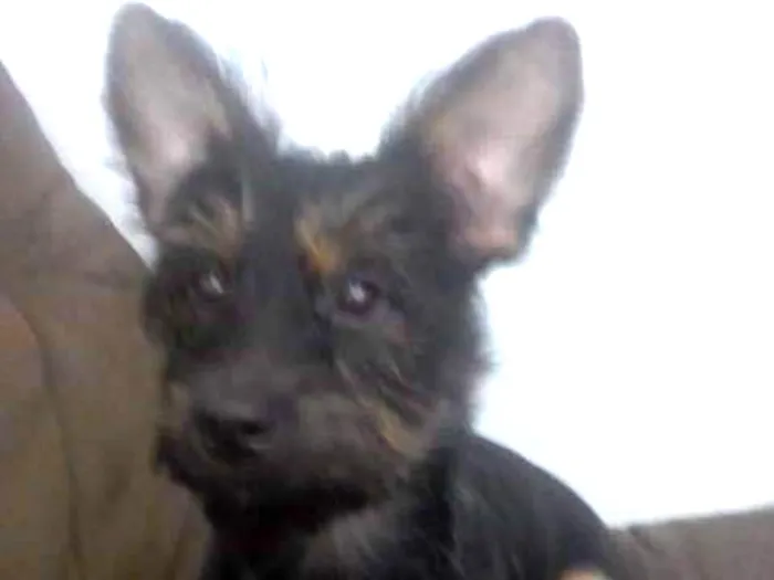 Cachorro ra a srd idade  nome Minduim