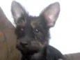 Minduim