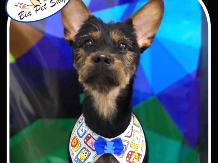Cachorro ra a srd idade  nome Minduim