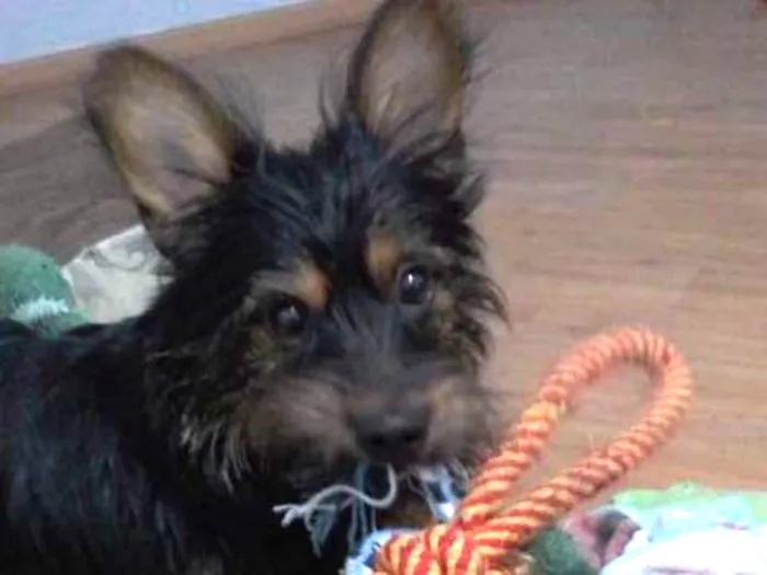 Cachorro ra a srd idade  nome Minduim