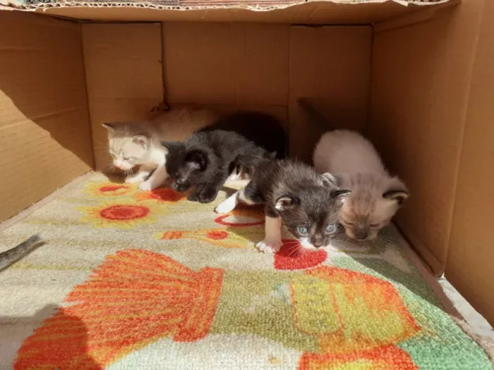 Gato ra a Misturado  idade Abaixo de 2 meses nome Sem nomes