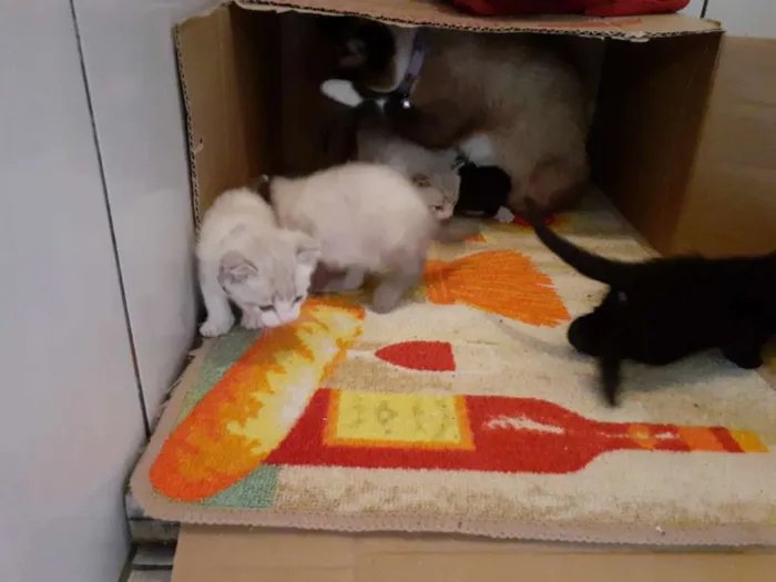 Gato ra a Misturado  idade Abaixo de 2 meses nome Sem nomes