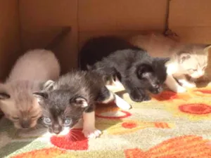 Gato raça Misturado  idade Abaixo de 2 meses nome Sem nomes