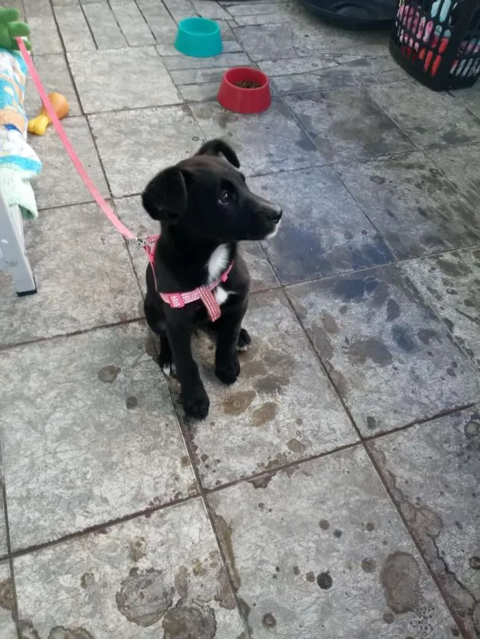 Cachorro ra a Desconhecida idade 2 a 6 meses nome Jade