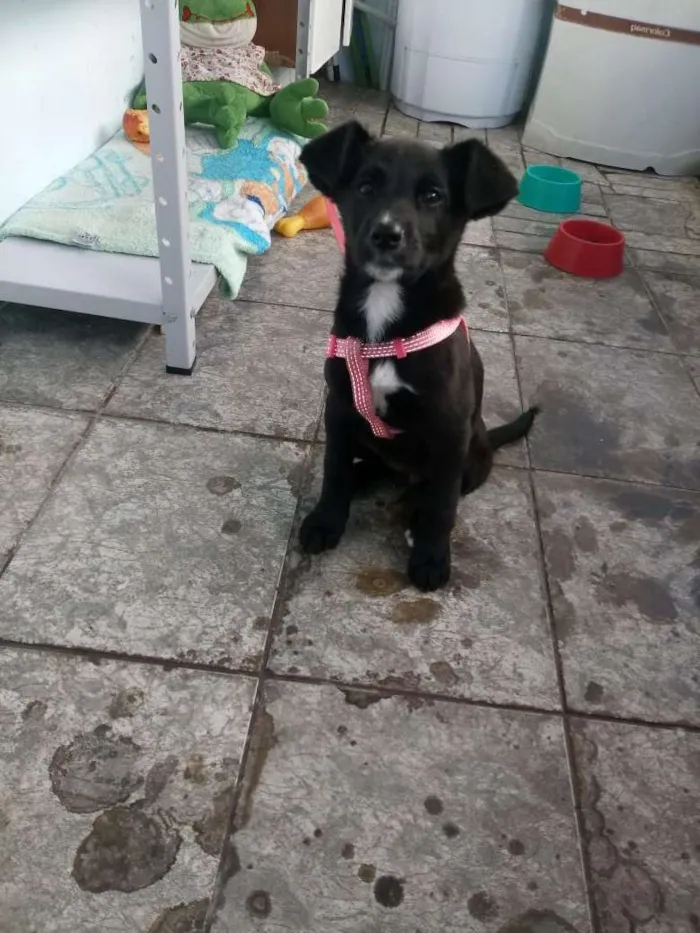 Cachorro ra a Desconhecida idade 2 a 6 meses nome Jade