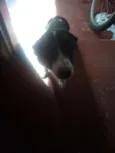 Lupi