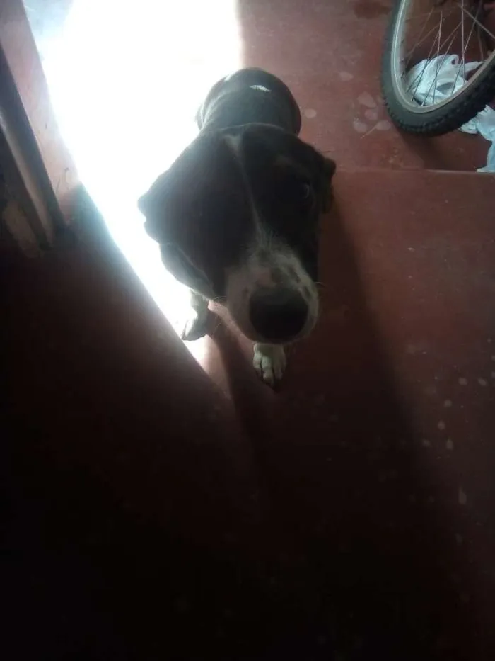 Cachorro ra a Sem definição idade 7 a 11 meses nome Lupi