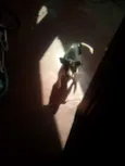 Lupi