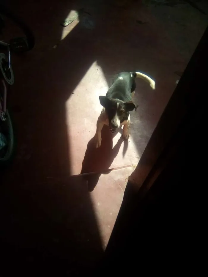 Cachorro ra a Sem definição idade 7 a 11 meses nome Lupi
