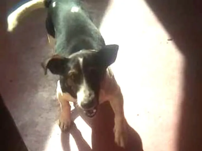 Cachorro ra a Sem definição idade 7 a 11 meses nome Lupi