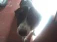Lupi