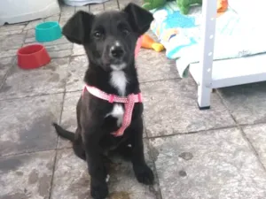 Cachorro raça Desconhecida idade 2 a 6 meses nome Jade