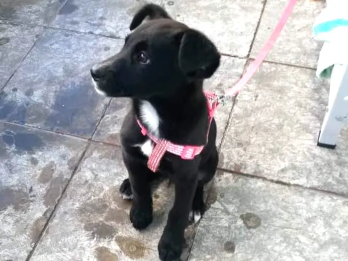 Cachorro ra a Desconhecida idade 2 a 6 meses nome Jade