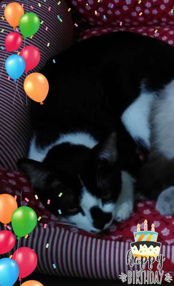 Gato ra a Srd idade 2 a 6 meses nome Saymon