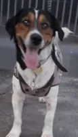 Nemo - Beagle