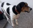 Nemo - Beagle