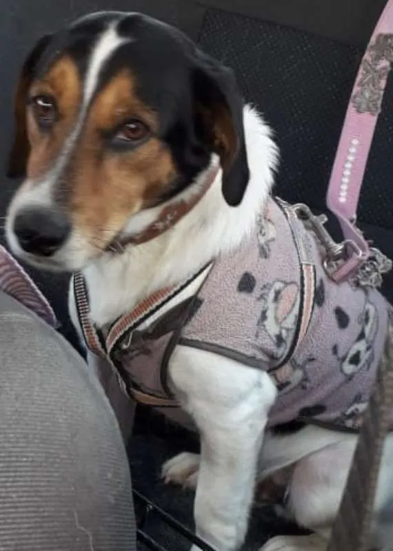 Cachorro ra a SRD idade 2 anos nome Nemo - Beagle