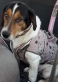 Nemo - Beagle
