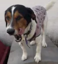 Nemo - Beagle