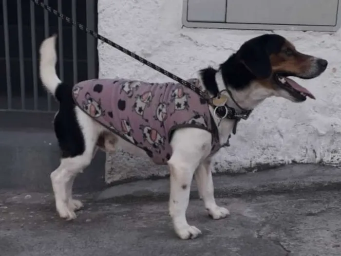 Cachorro ra a SRD idade 2 anos nome Nemo - Beagle