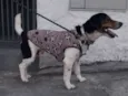 Nemo - Beagle