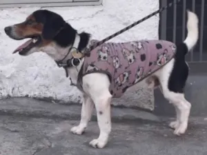 Cachorro raça SRD idade 2 anos nome Nemo - Beagle