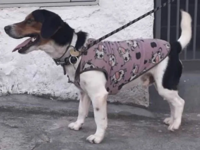 Cachorro ra a SRD idade 2 anos nome Nemo - Beagle