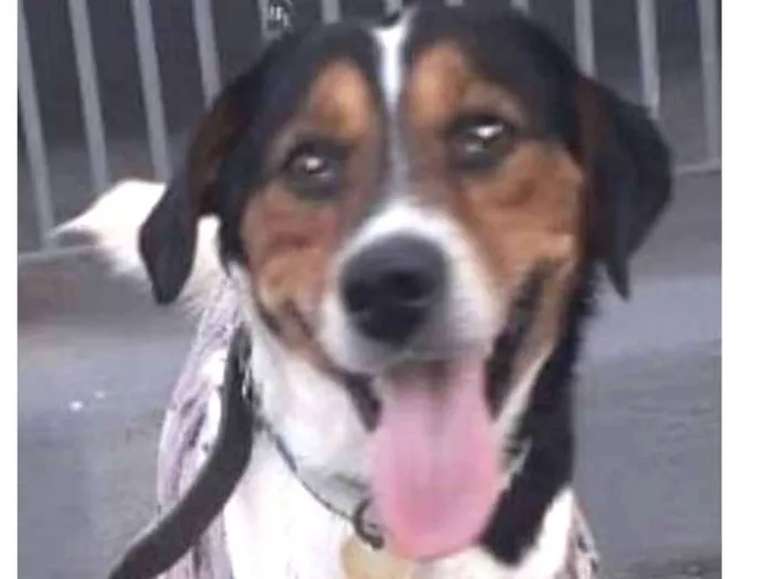 Cachorro ra a SRD idade 2 anos nome Nemo - Beagle