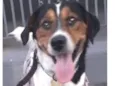 Nemo - Beagle