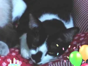 Gato raça Srd idade 2 a 6 meses nome Saymon