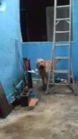 Toby