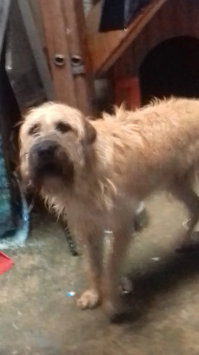 Cachorro ra a Indefinida idade 7 a 11 meses nome Toby